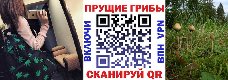 купить  сайты  Сургут  Псилоцибиновые грибы MAGIC MUSHROOMS 