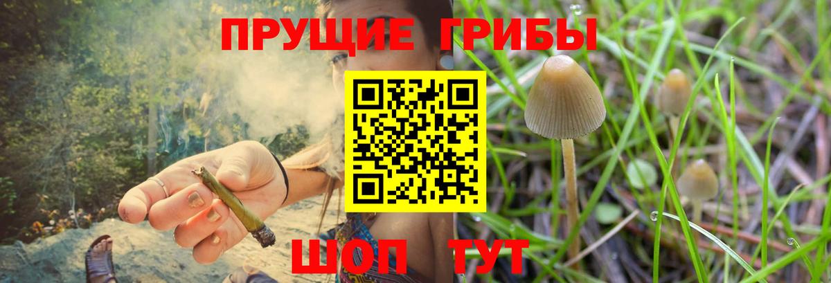 Псилоцибиновые грибы Psilocybine cubensis  где найти   Сургут  Вход с VPN 